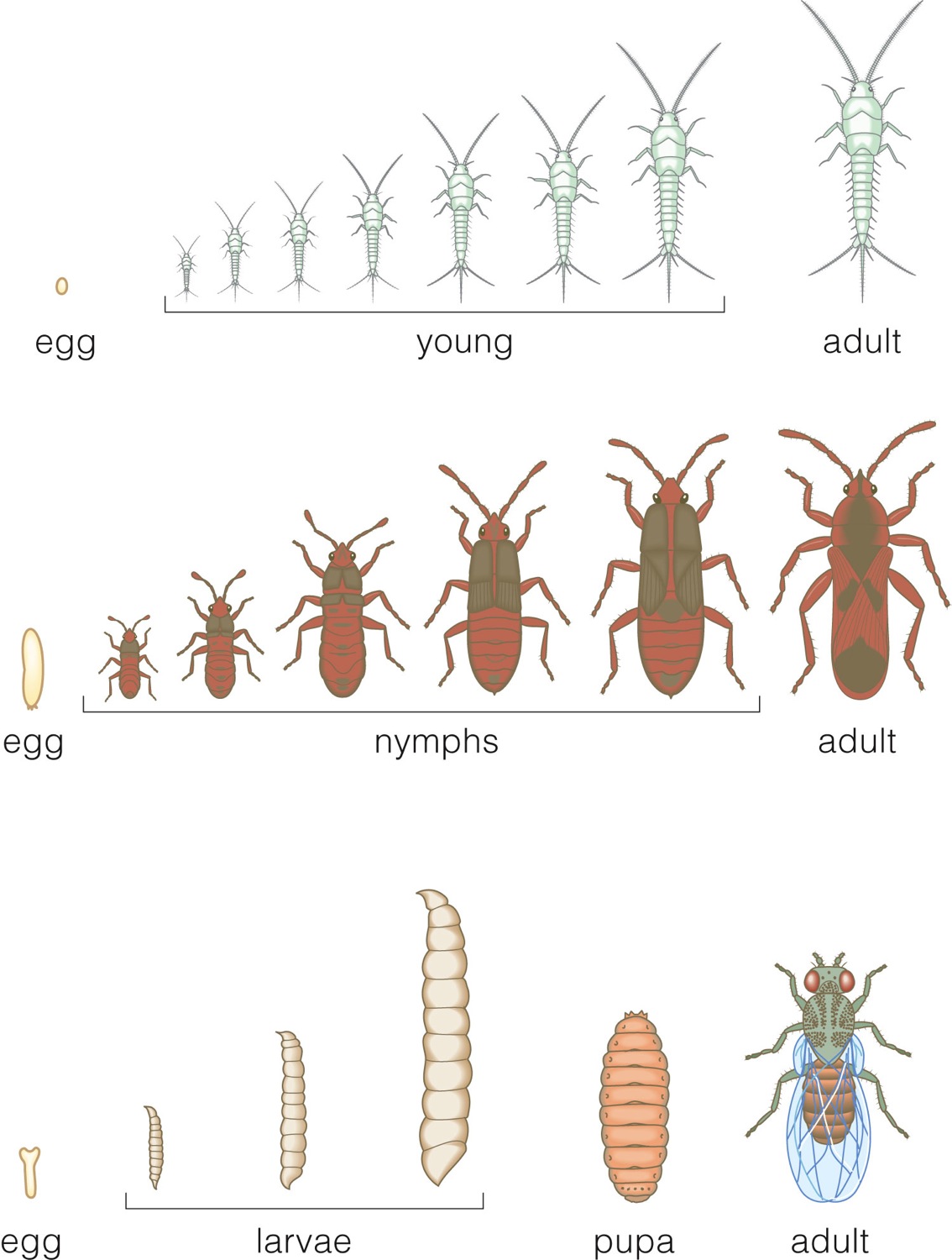 Direct Development vs. Incomplete Metamorphosis