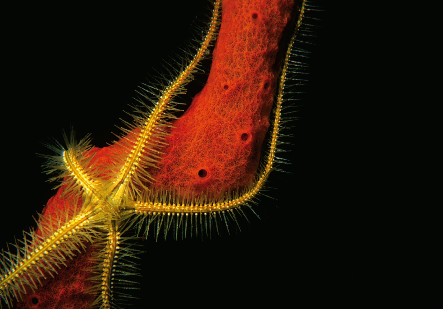 Brittle Star