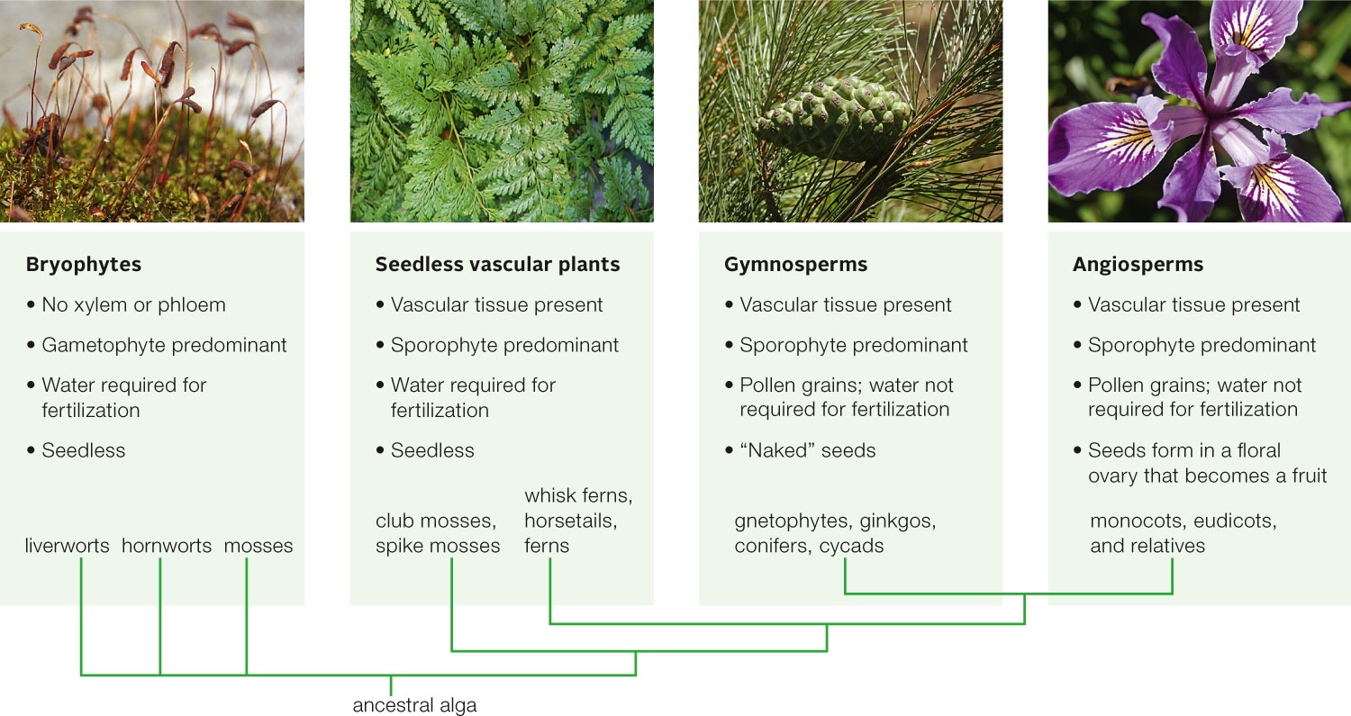 The Major Plant Groups