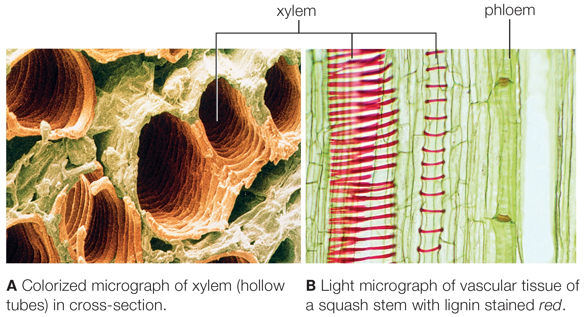 Vascular tissues