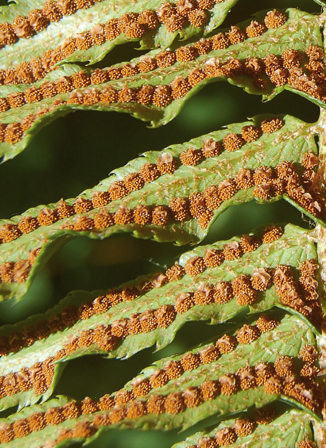 Ferns disperse by releasing spores that form on the underside of leaves.