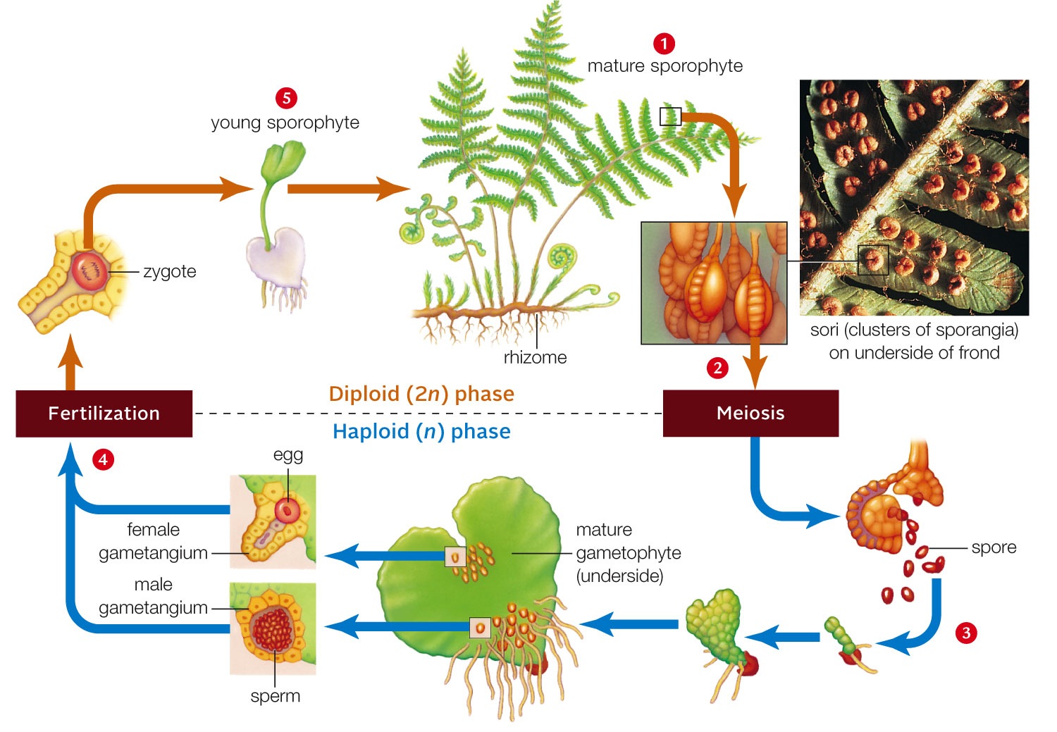 Life cycle of a fern