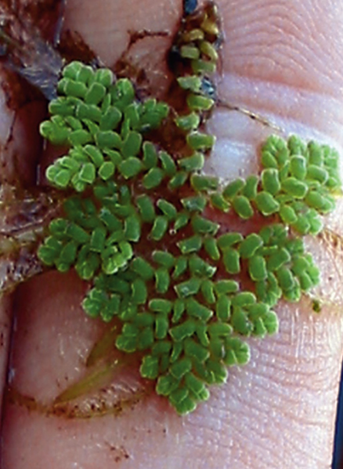 The floating fern Azolla fits on a finger.