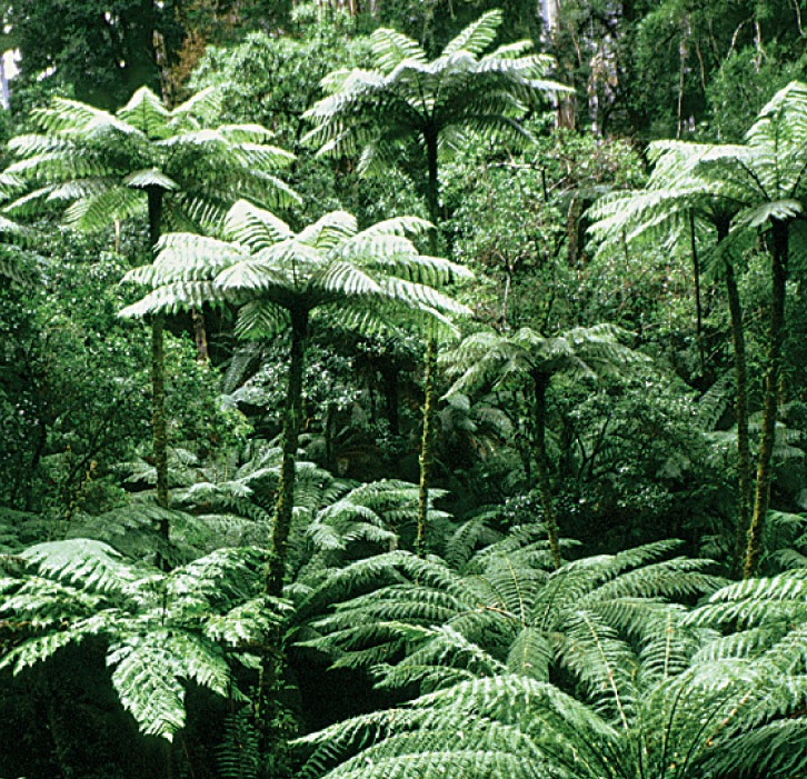Forest of tall tree ferns in Australia.