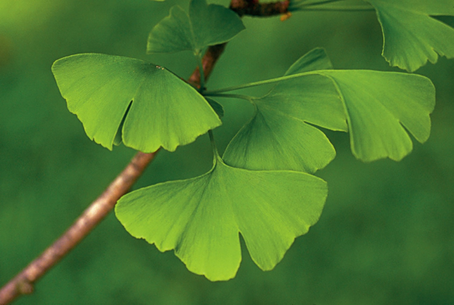 Ginkgo Leaves