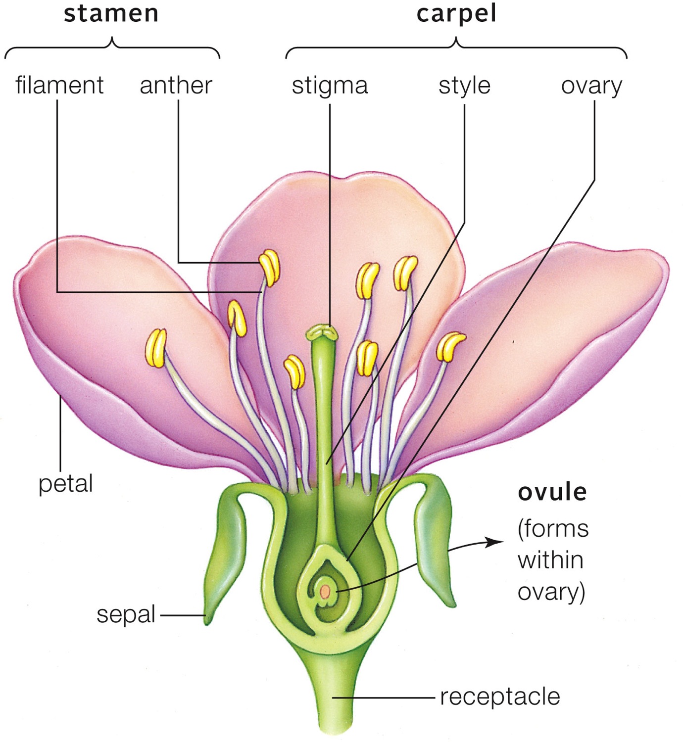 Floral components. Anthers produce pollen and ovules produce eggs. 