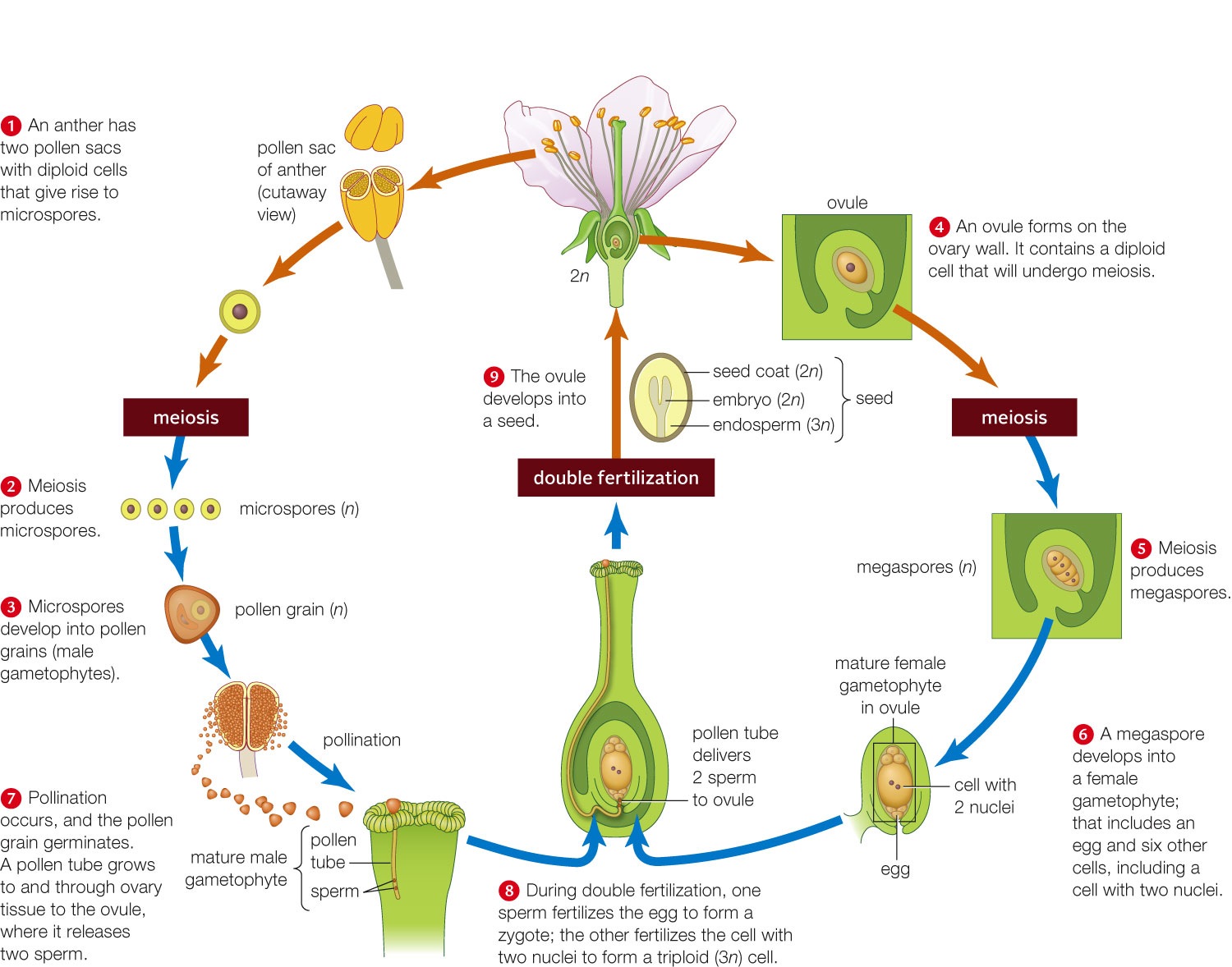 Flowering plant life cycle