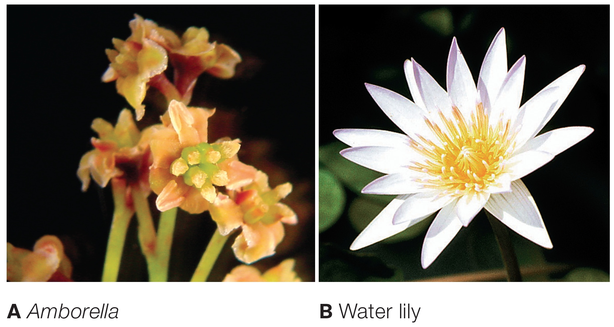 Amborella and Water Lily