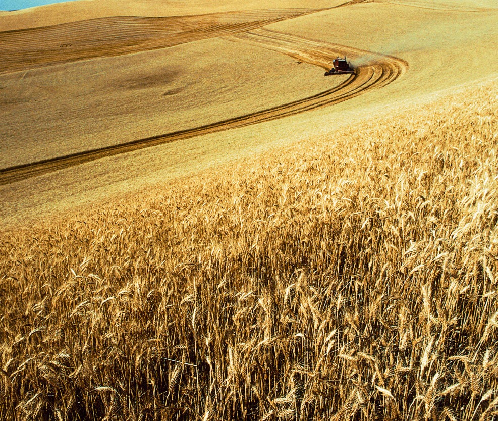 Wheat: A Monocot