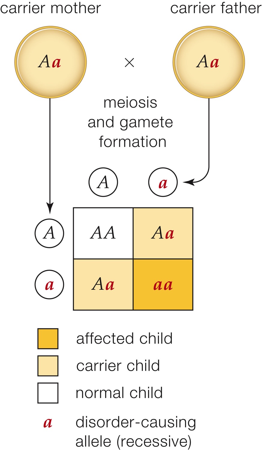 Autosomal Recessive Inheritance