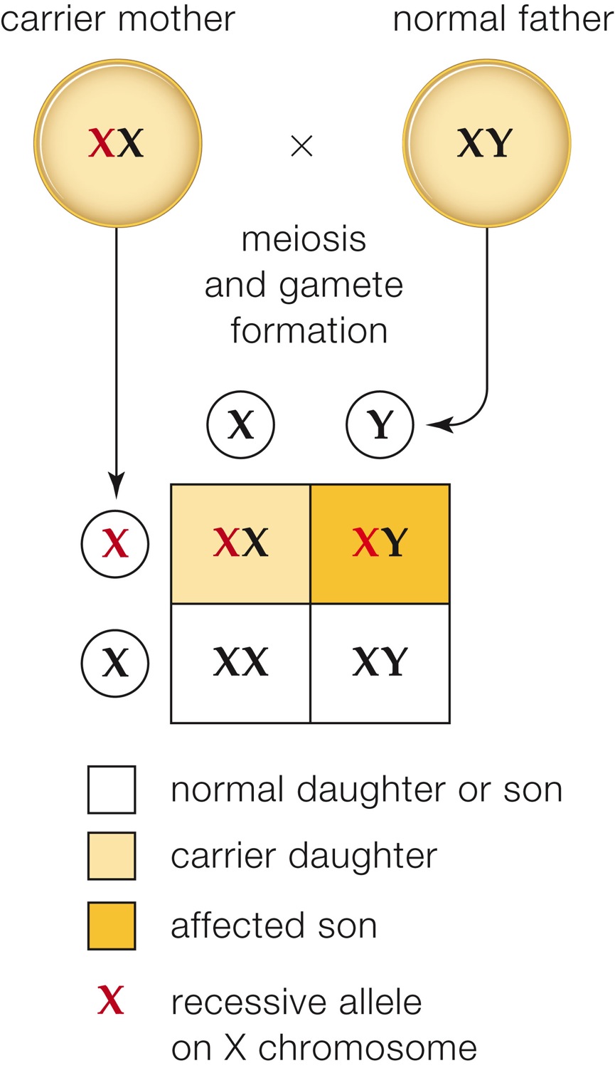 X-Linked Recessive Pattern