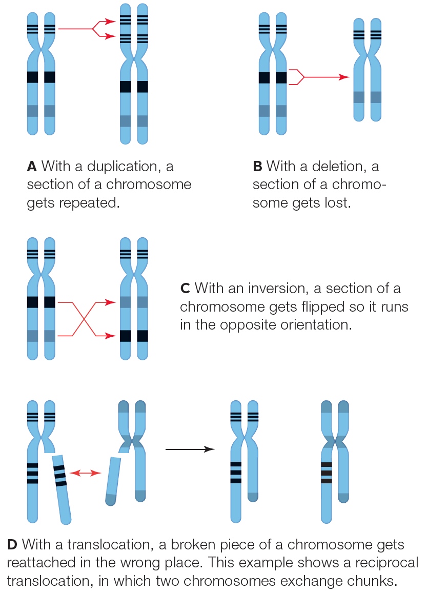 Heritable Changes in Chromosome Structure