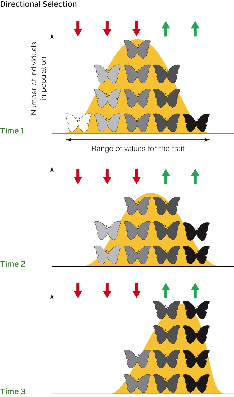 Directional selection