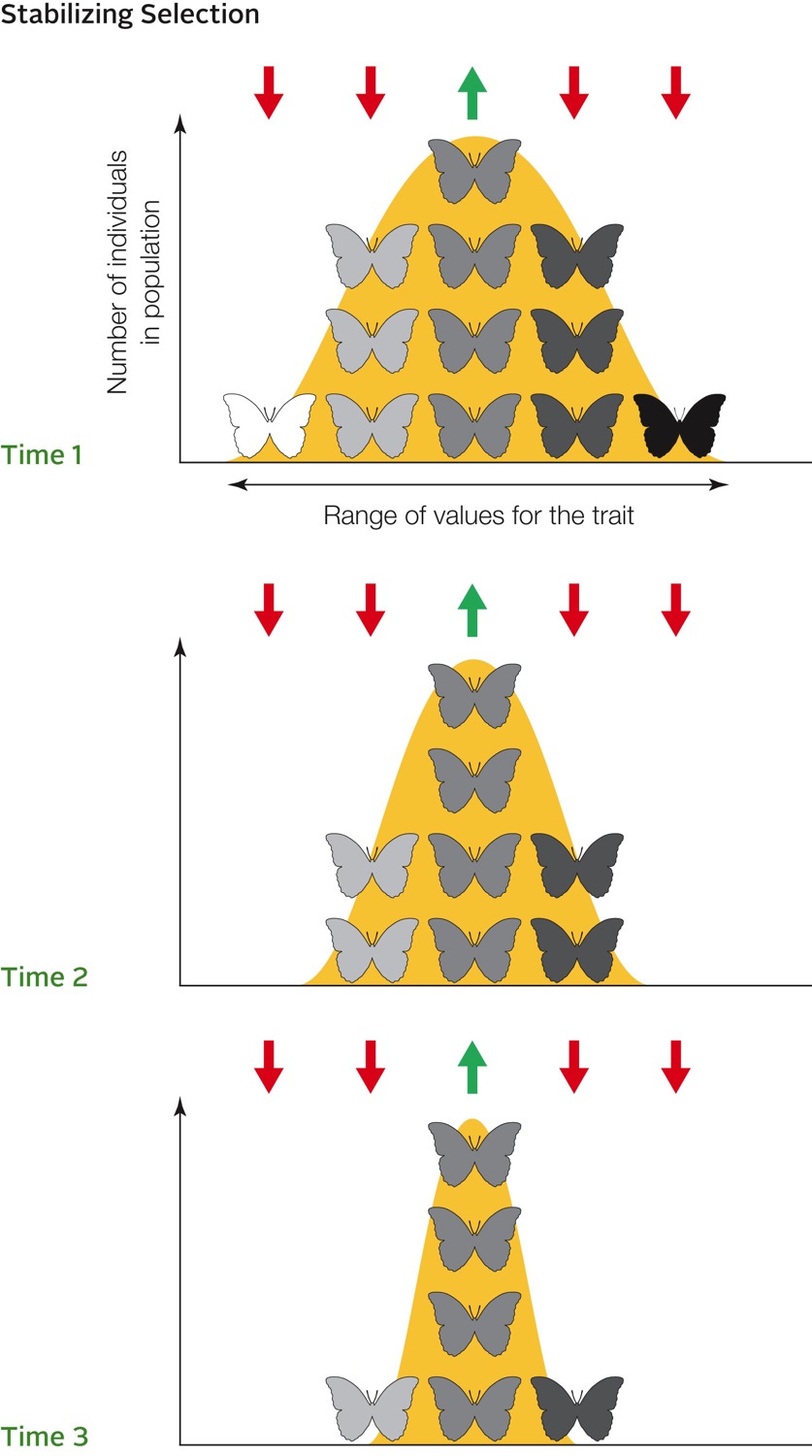 Stabilizing selection eliminates extreme forms of a trait