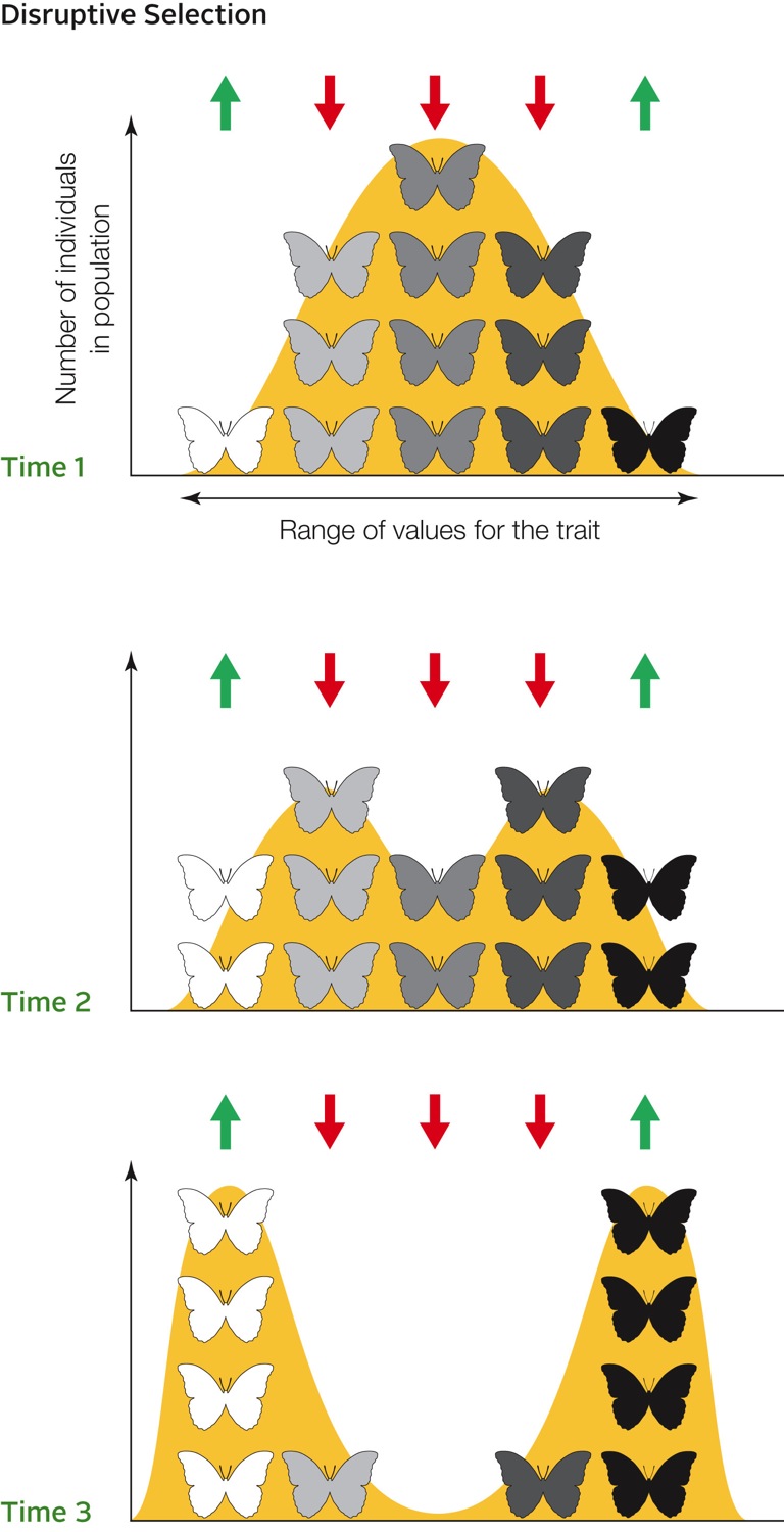 Disruptive selection eliminates midrange forms of a trait