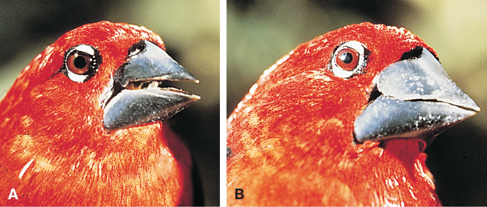 Bill Size in African Finches