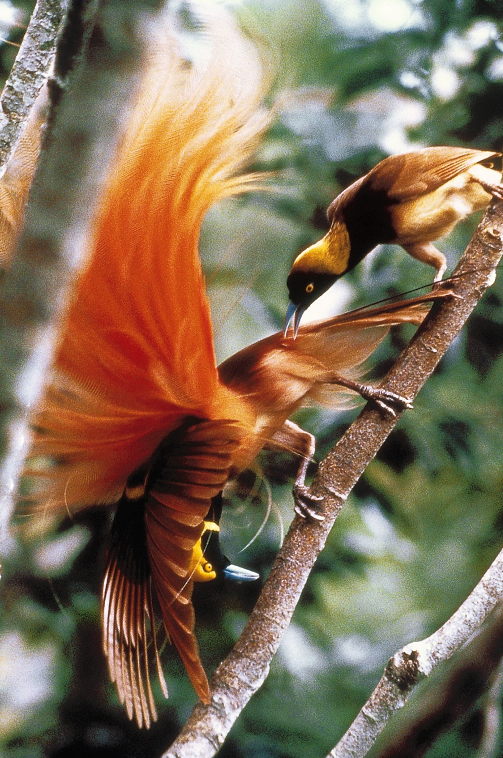 Sexual Selection: Birds of Paradise