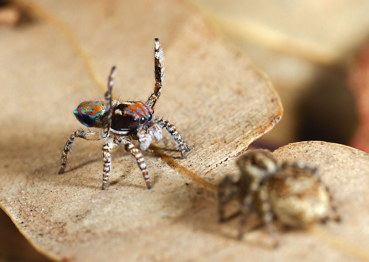 Behavioral Isolation in Jumping Spiders