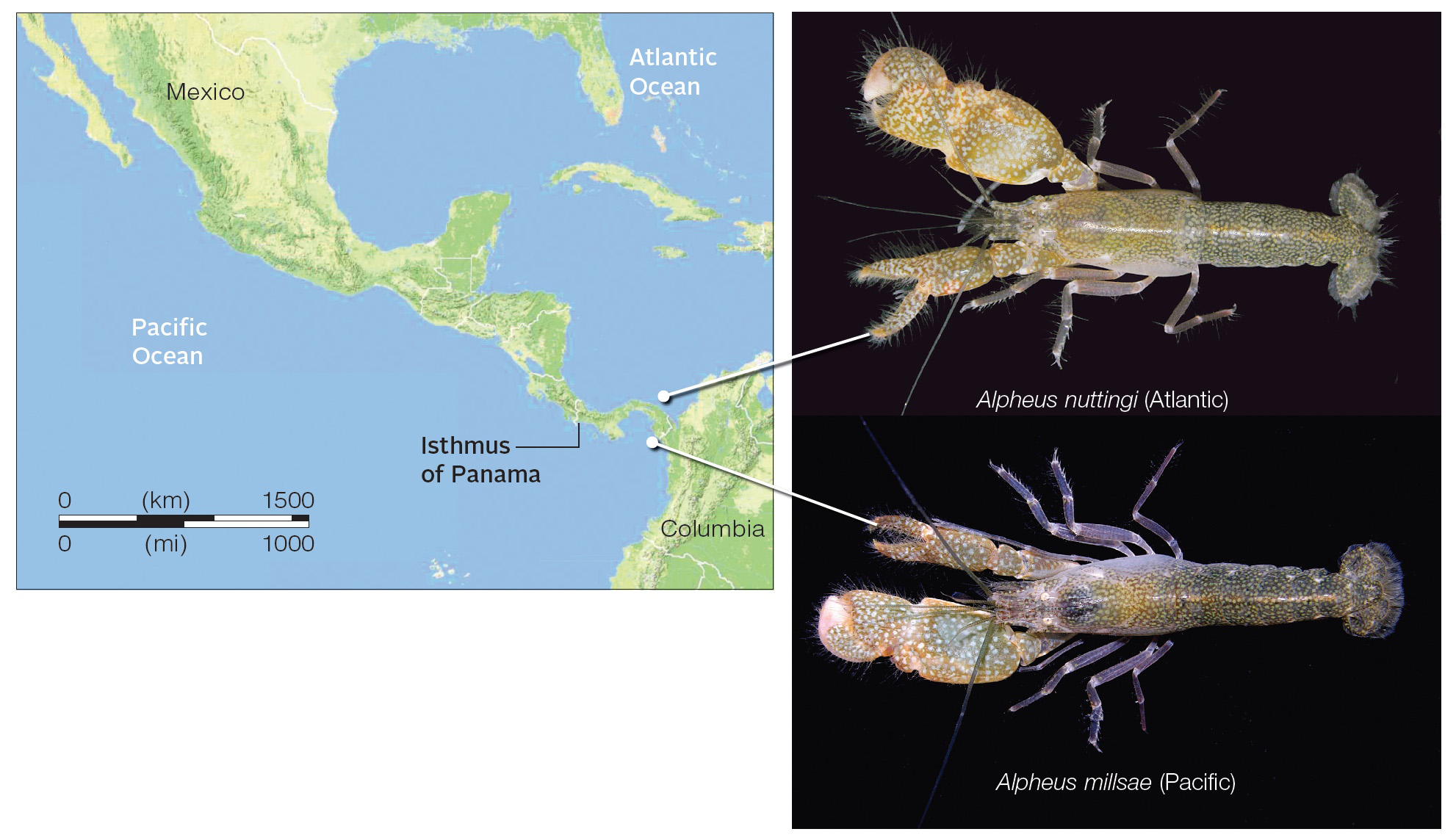 Allopatric Speciation in Snapping Shrimp