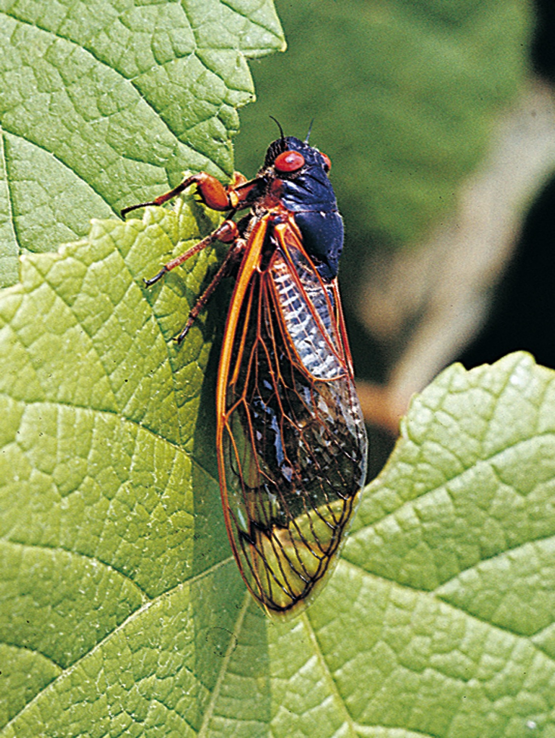 Cicada