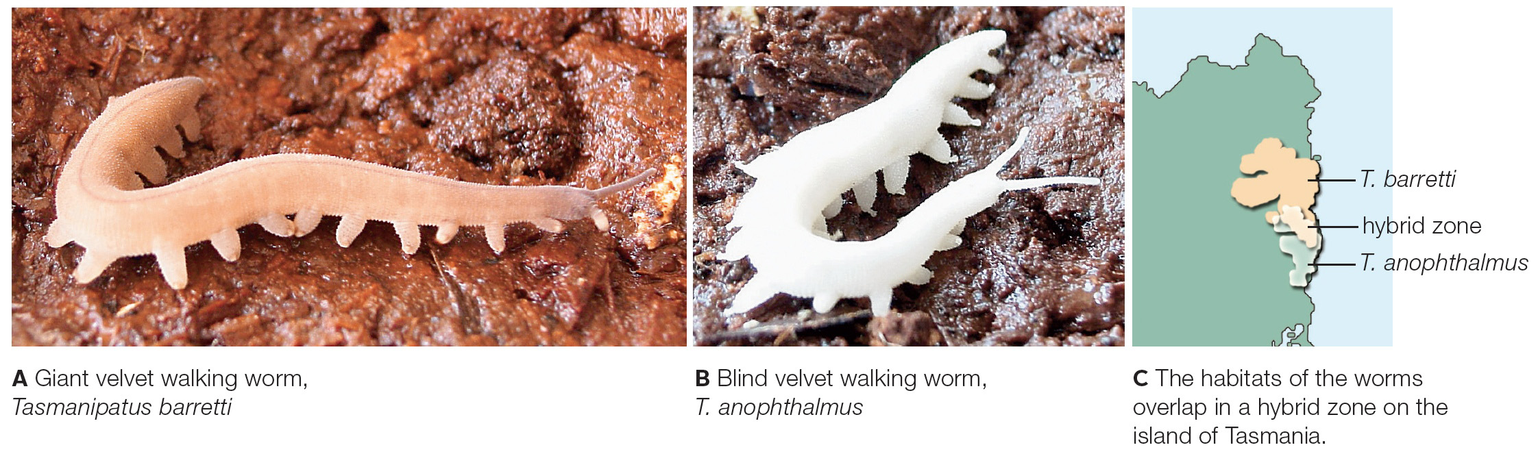 Example of parapatric speciation: velvet walking worms in Tasmania.