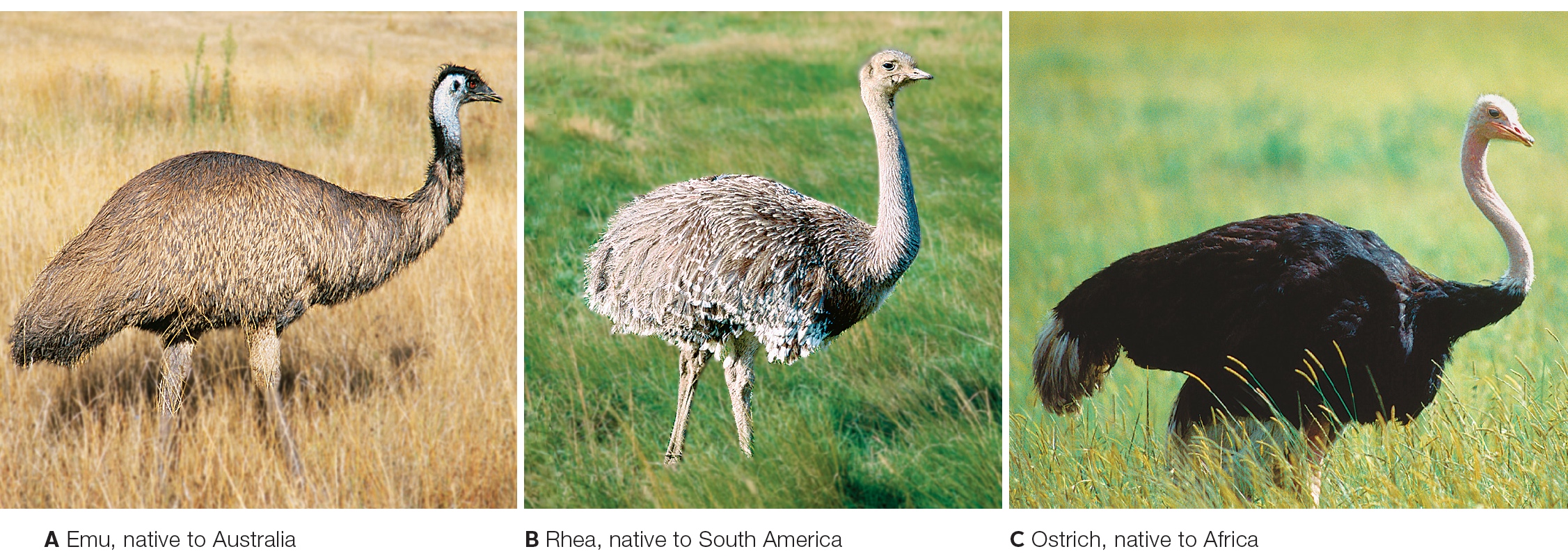 Similar-looking, related species that are native to distant geographic realms