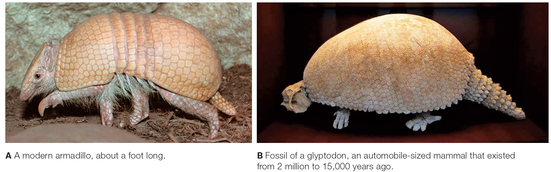 Modern Armadillo versus a Fossil Glyptodon