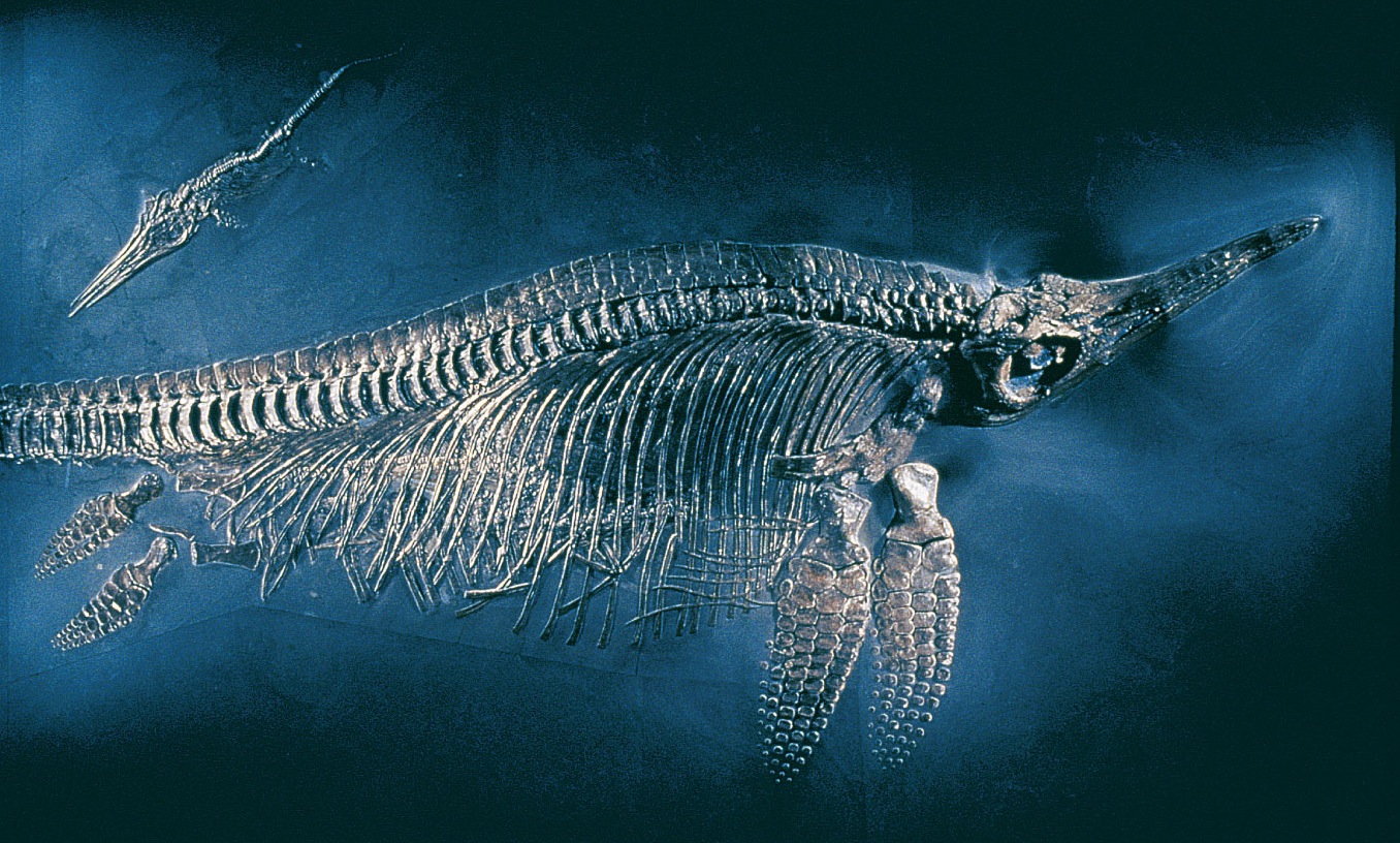 Fossil Skeleton: Ichthyosaur