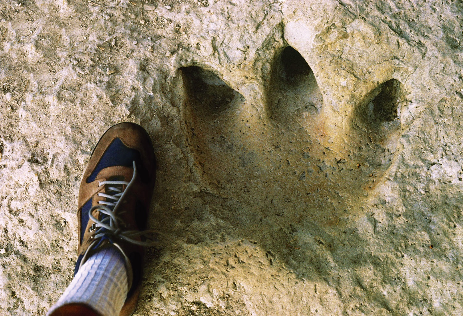 Fossilized Footprint: Therapod