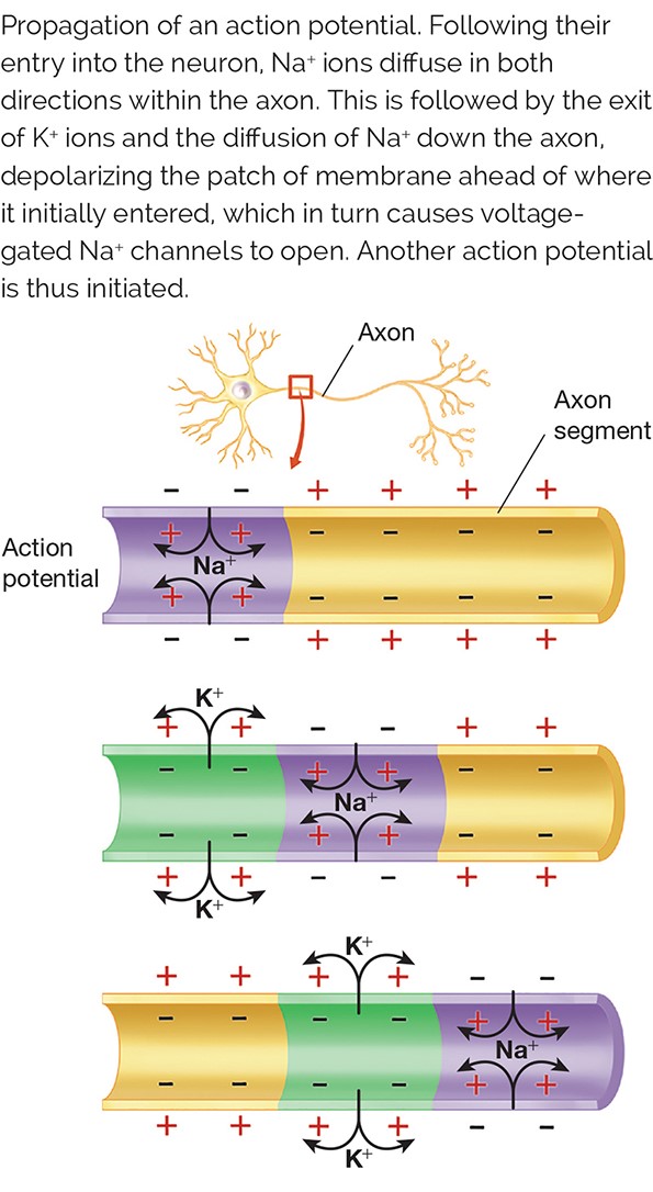 Propagation of an action potential