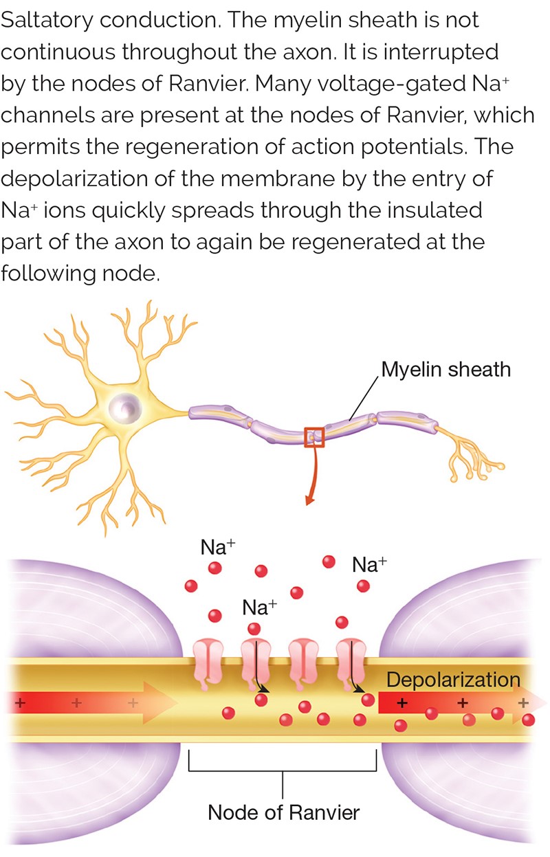 Saltatory conduction