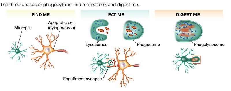 The three phases of phagocytosis