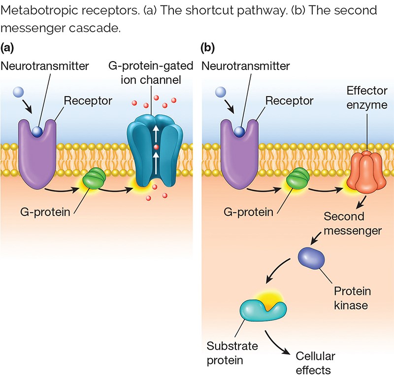 Metabolic receptors