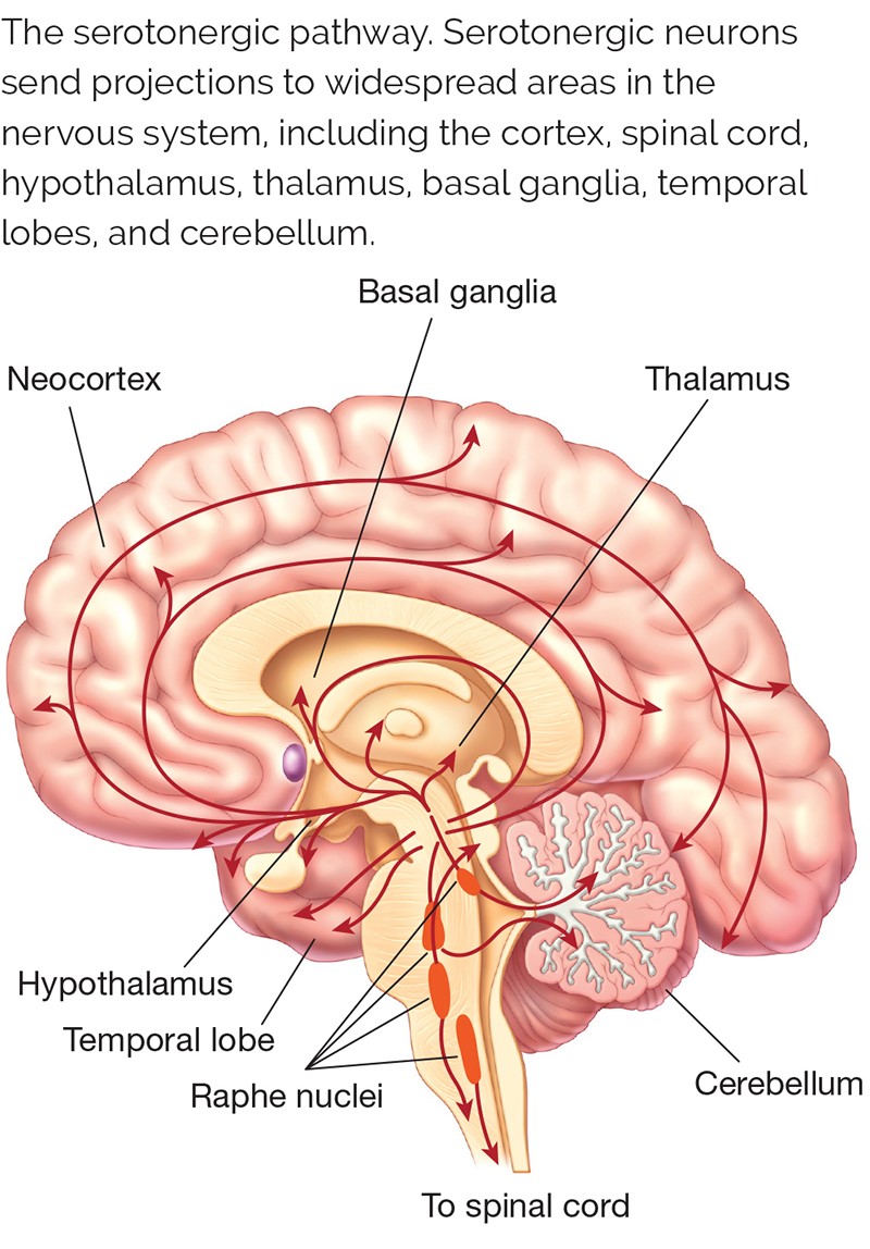 The serotonergic pathway