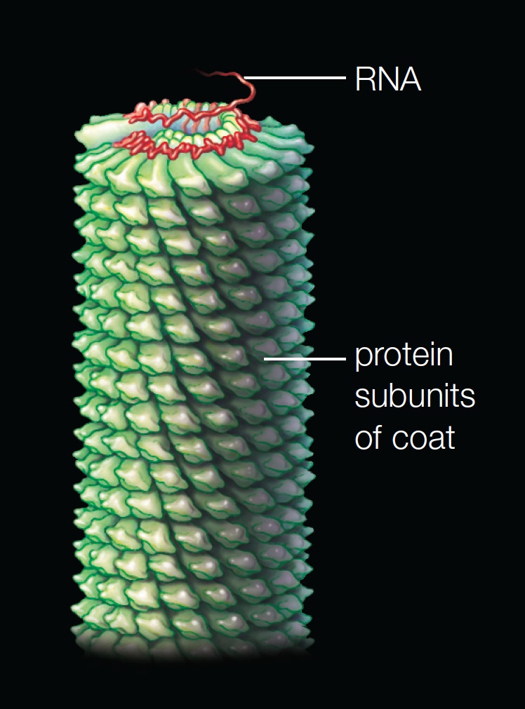 Tobacco Mosaic Virus