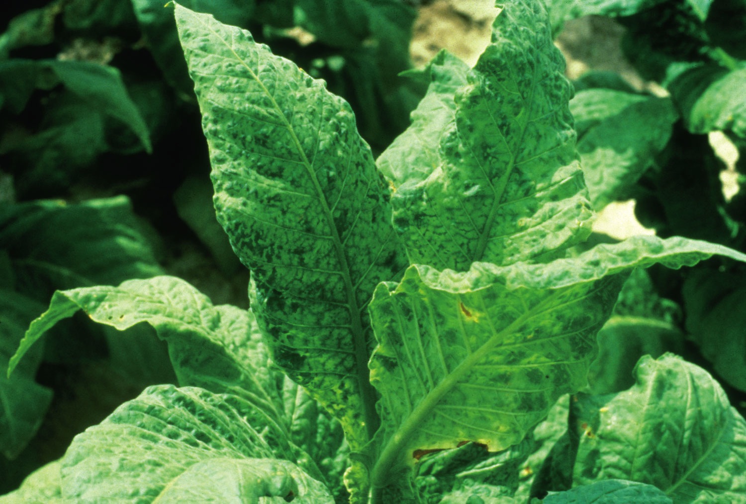 Infected Tobacco Leaves by a Virus