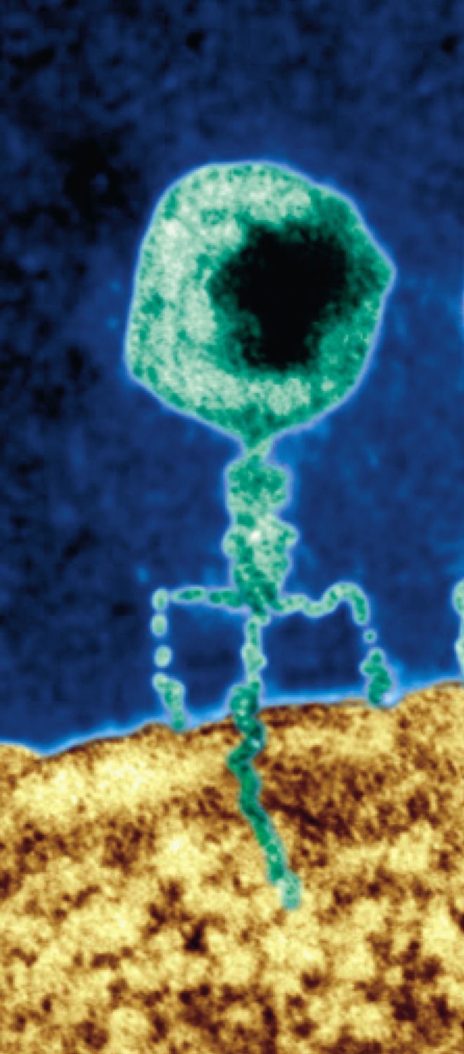  A Bacteriophage Injecting DNA into a Host