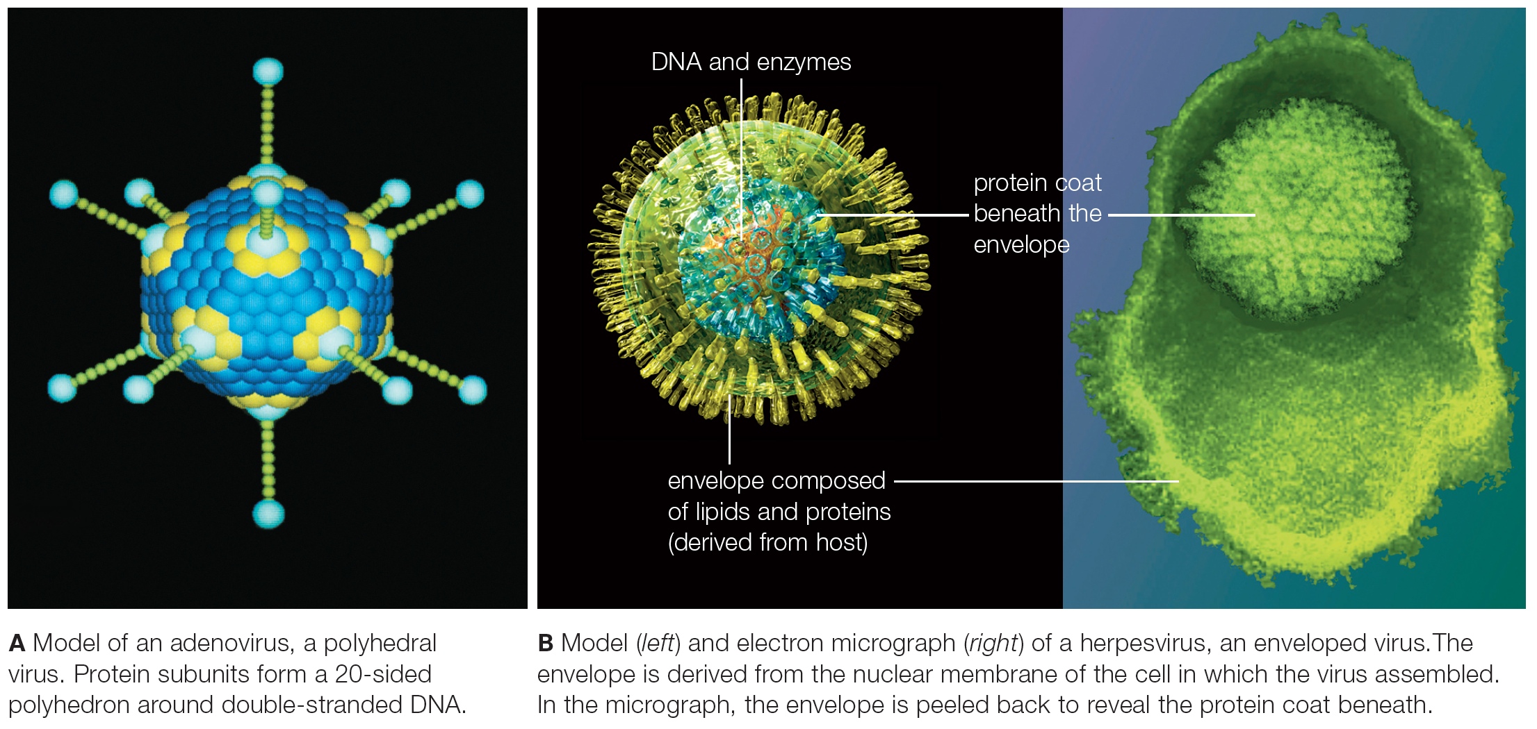 Animal Viruses