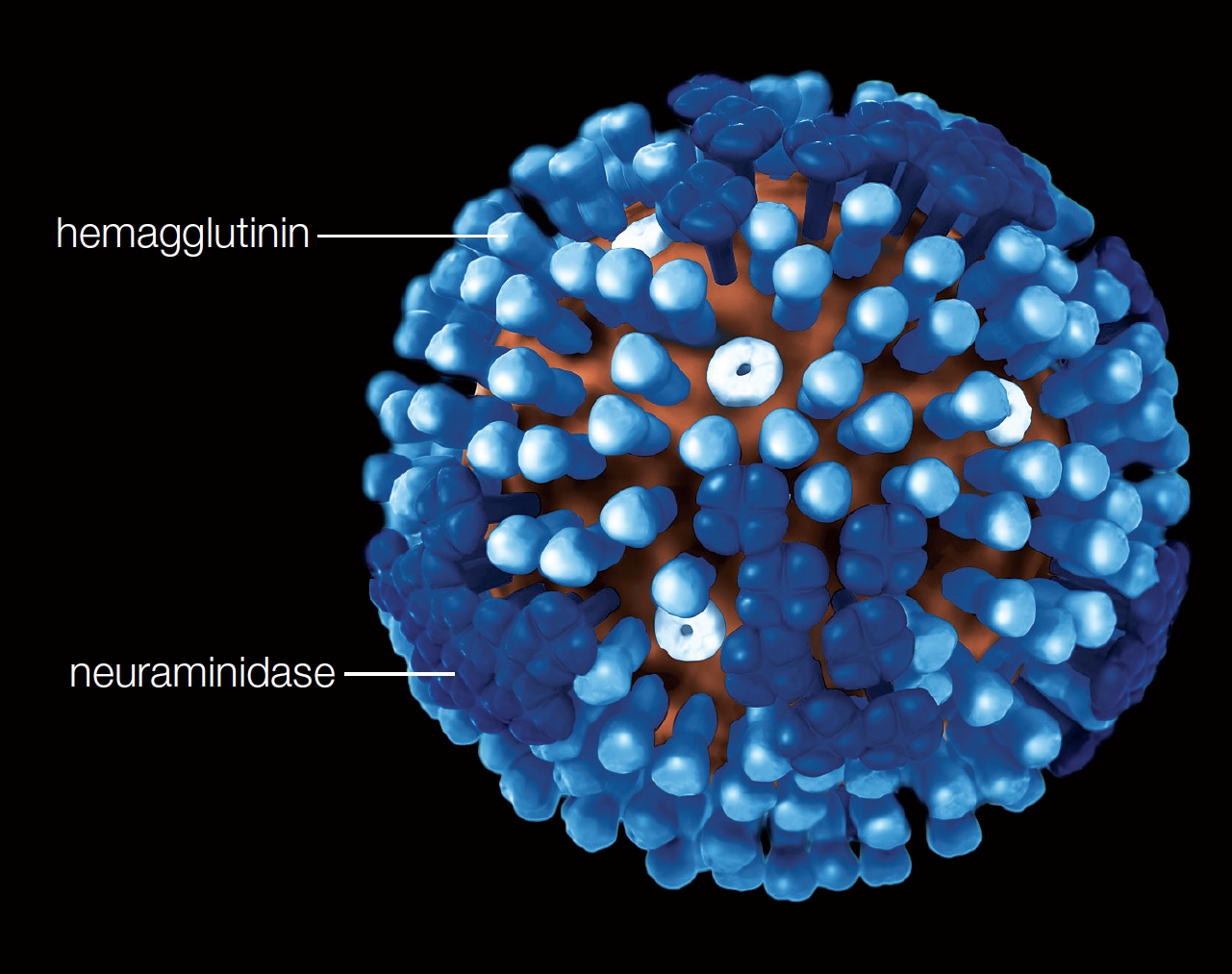 Influenza Virus