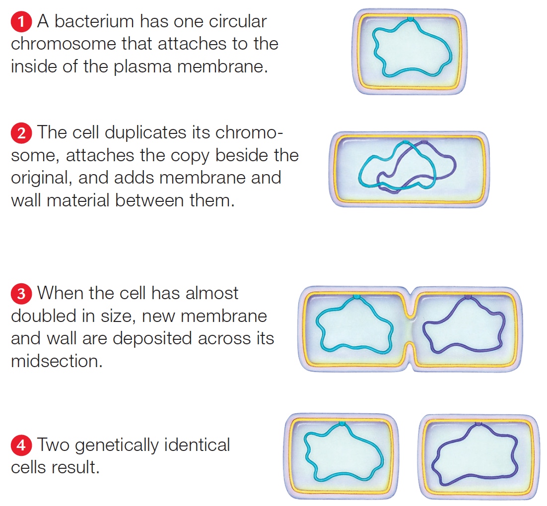 Binary fission, the reproductive mode of bacteria and archaea