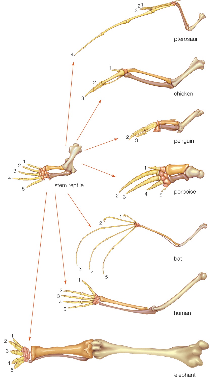 Morphological divergence among vertebrate forelimbs