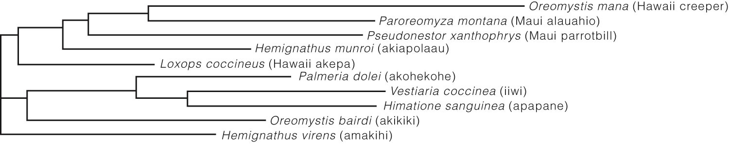 Cladogram Based On DNA Sequence