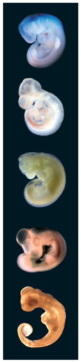 Comparison of Vertebrate Embryos