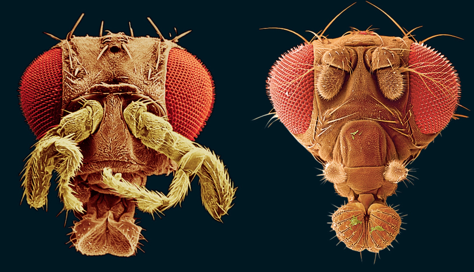 Expression of the Antennapedia Gene