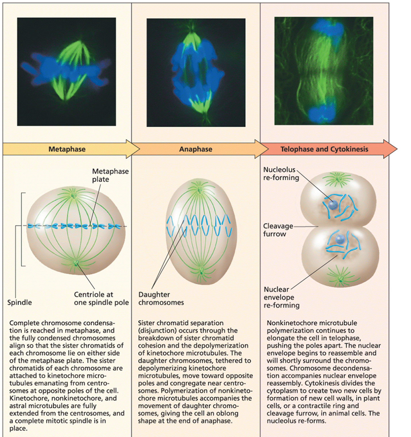 Interphase and the five stages of mitosis (2 of 2)