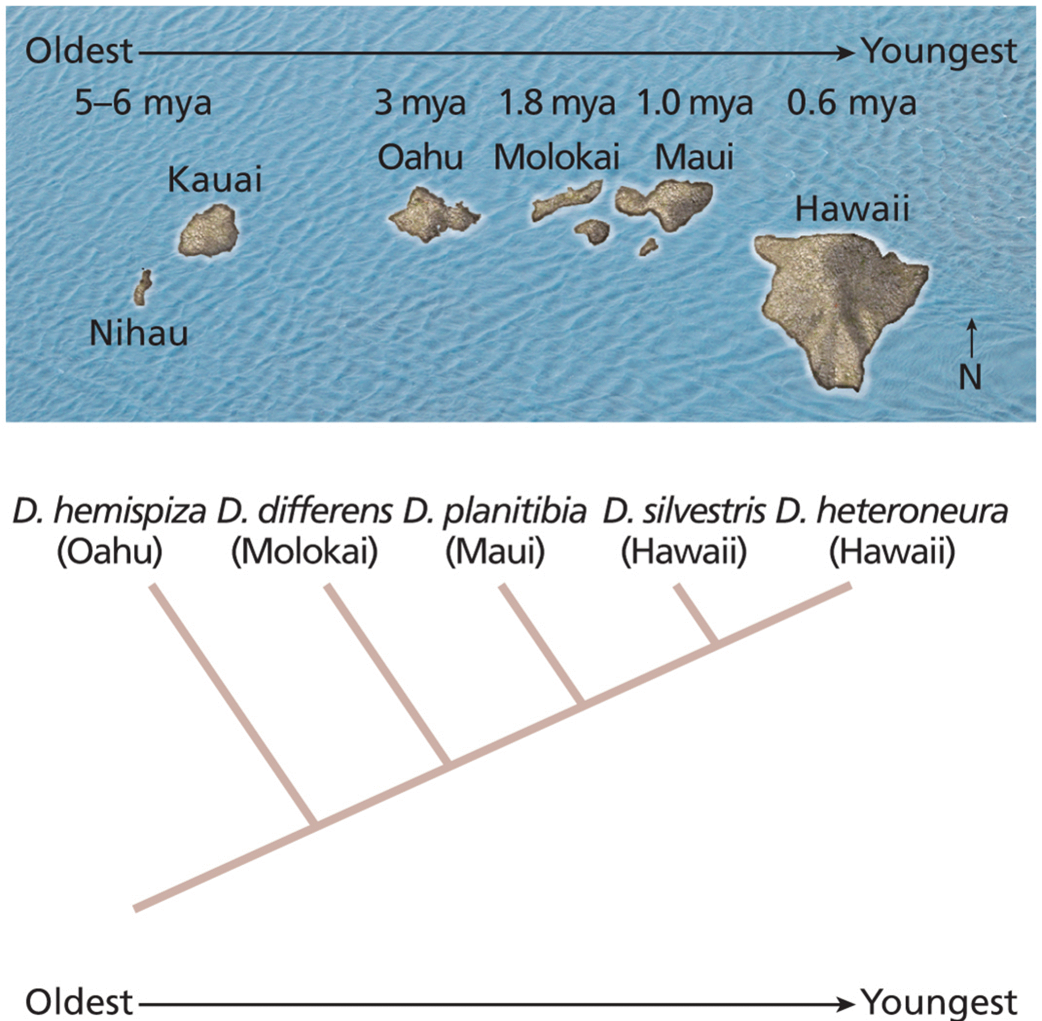 Phylogenetic relationships among Hawaiian Drosophila species