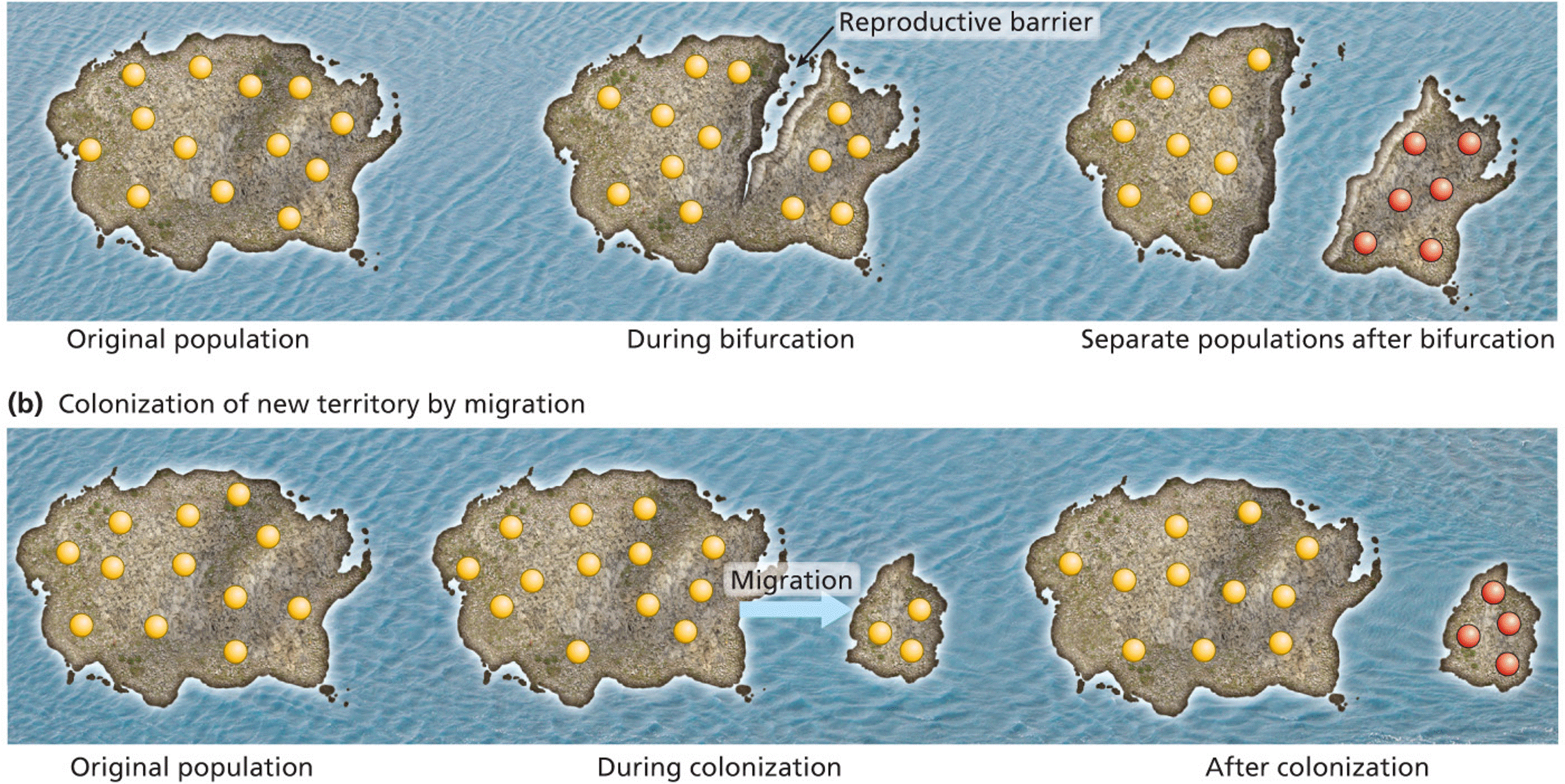 Processes leading to allopatric speciation