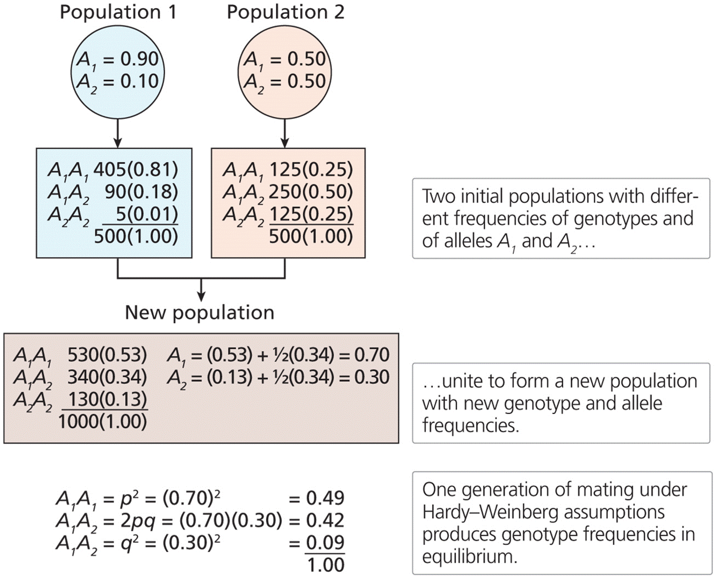 One generation of random mating produces Hardy–Weinberg equilibrium