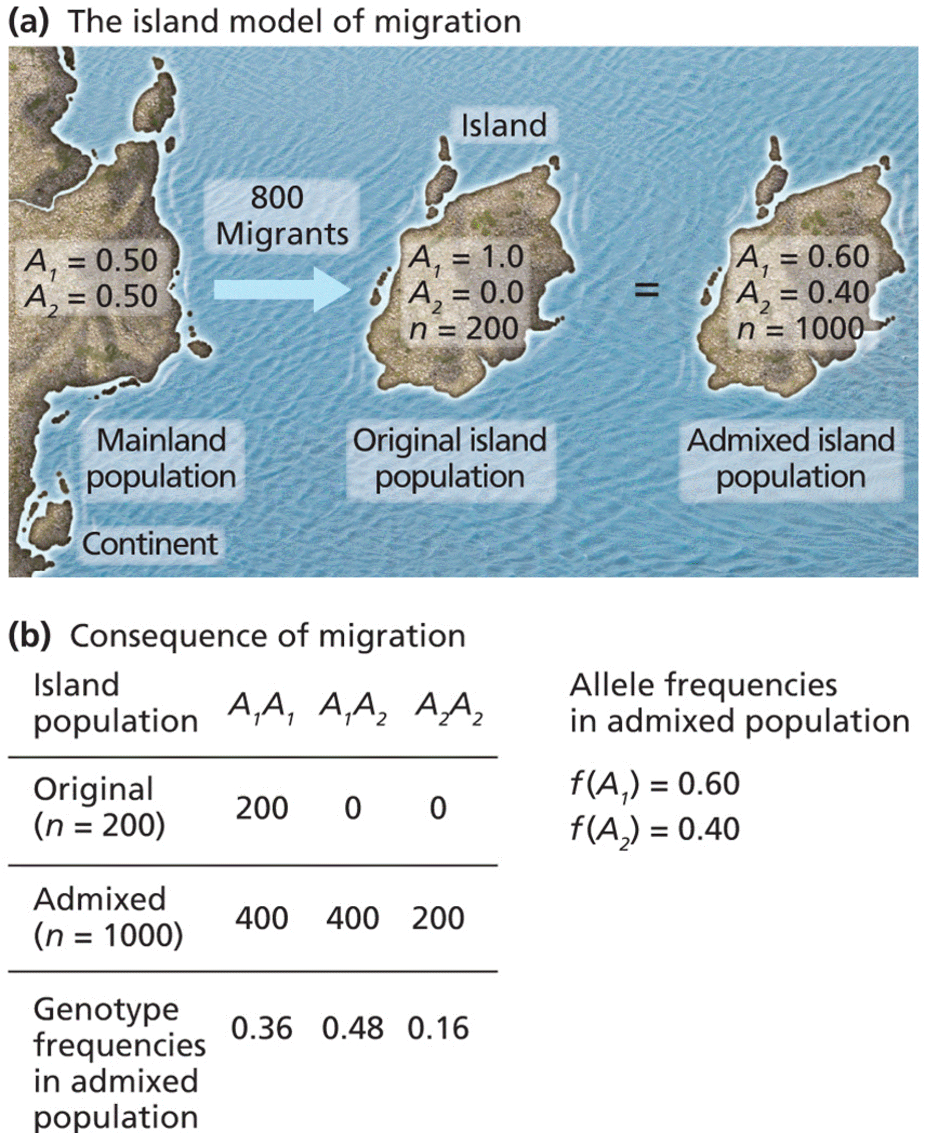 The island model of migration