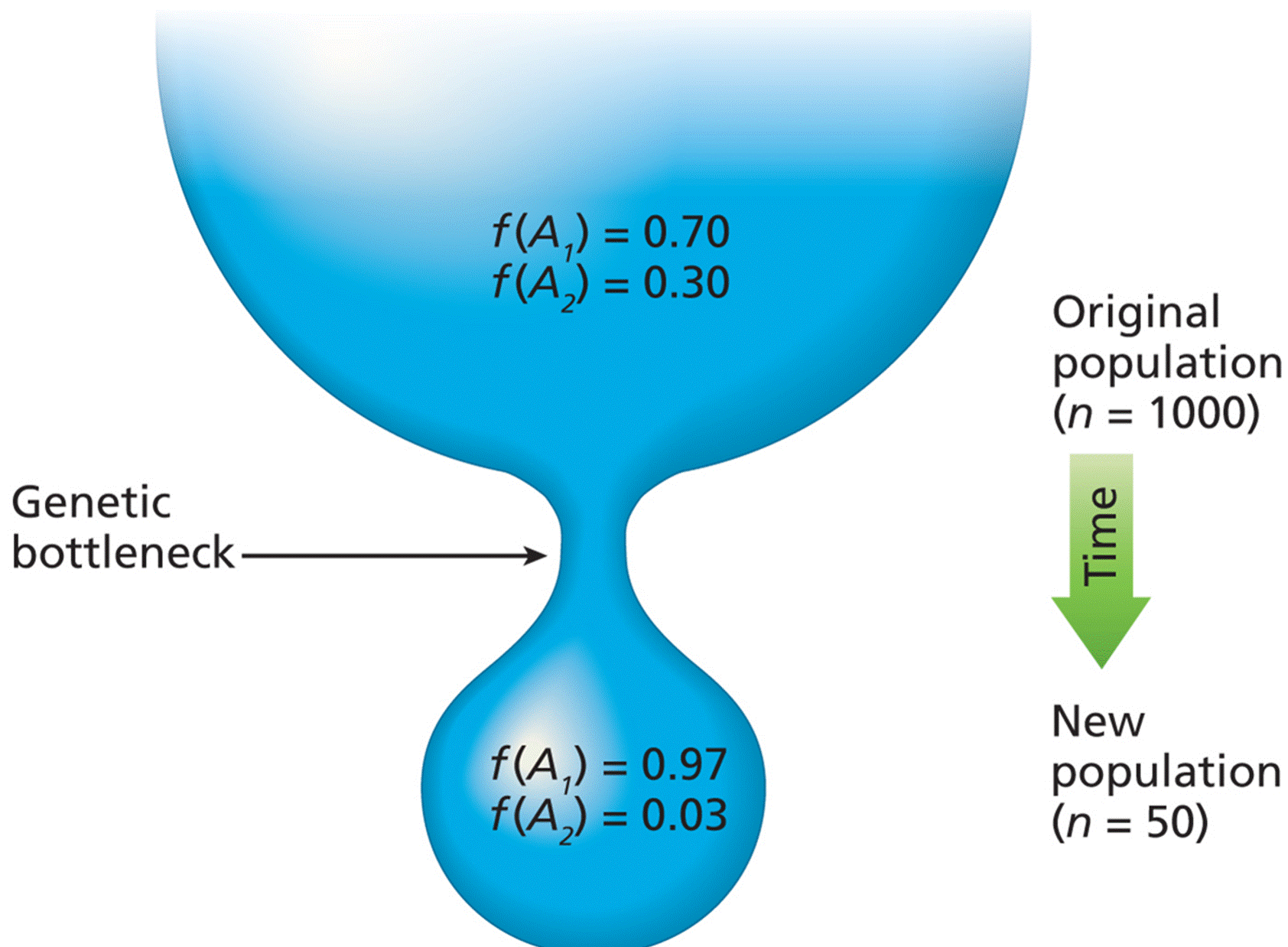 A genetic bottleneck